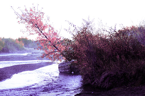 Tilted Fall Tree Over Flowing River (Purple Tint Photo)