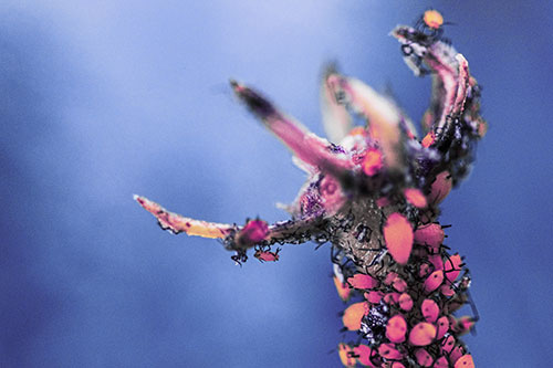 Tiny Aphids Gathered Among Milkweed Claw (Purple Tint)