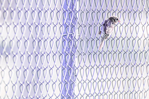 Tiny Cassins Finch Bird Clasping Chain Link Fence (Purple Tint Photo)