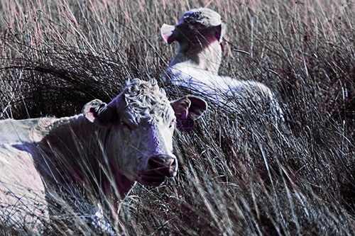 Tired Cows Lying Down Among Grass (Purple Tint Photo)