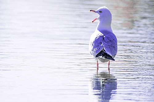 Tired Seagull Yawning Among Shallow Water (Purple Tint)