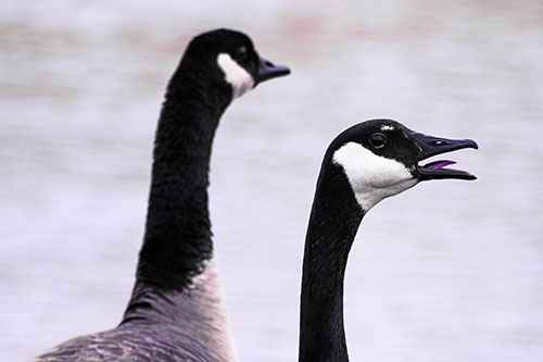 Tongue Screaming Canadian Goose Honking Towards Intruders (Purple Tint Photo)
