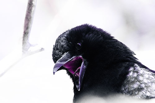 Tongue Screaming Crow Among Light (Purple Tint Photo)