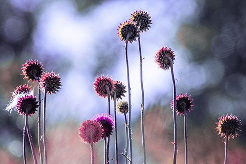 Towering Nodding Thistle Flowers From Behind (Purple Tint Photo)
