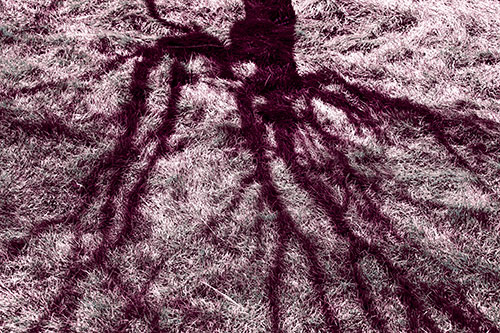 Tree Branch Shadows Creepy Crawling Over Dead Grass (Purple Tint Photo)