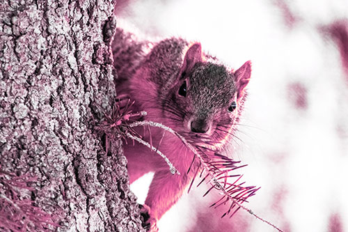 Tree Peekaboo With A Squirrel (Purple Tint Photo)