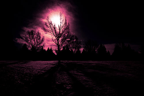 Tree Silhouette Holds Sun Among Darkness (Purple Tint Photo)