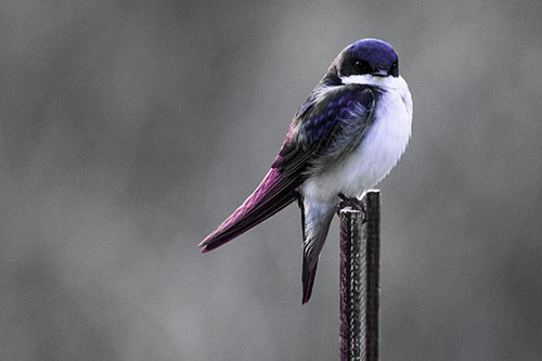 Tree Swallow Keeping Watch (Purple Tint Photo)