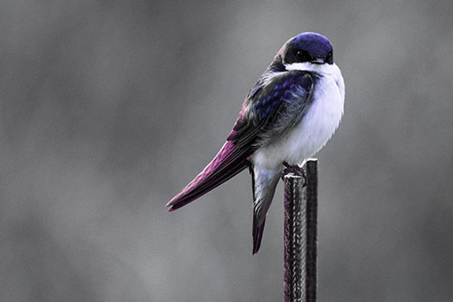 Tree Swallow Keeping Watch (Purple Tint)
