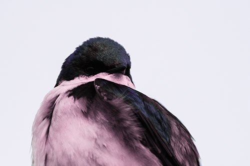 Tree Swallow Watching Surroundings (Purple Tint Photo)