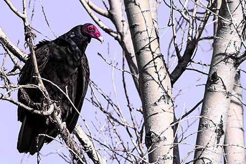 Turkey Vulture Perched Atop Tattered Tree Branch (Purple Tint Photo)