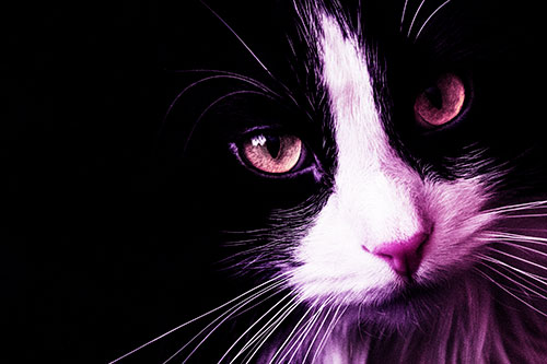 Tuxedo Cat Stares Among Darkness (Purple Tint)