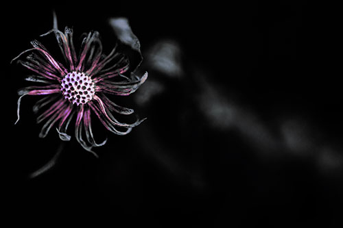 Twirling Aster Flower Among Darkness (Purple Tint Photo)