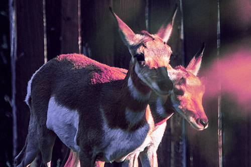 Two Baby Pronghorns Walking Along Fence (Purple Tint Photo)