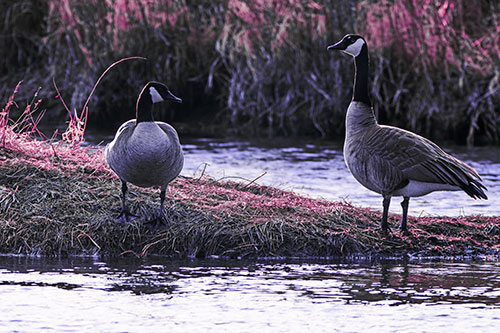 Two Canadian Geese Enjoying Sunset Among Shoreline (Purple Tint Photo)