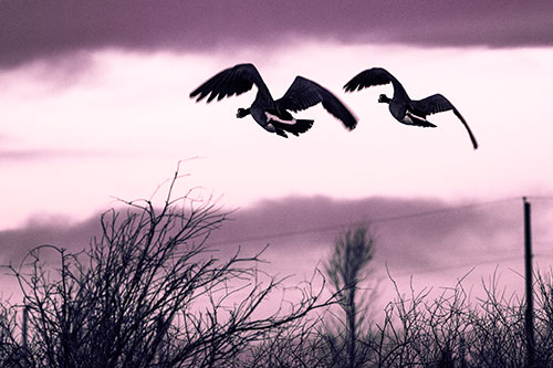 Two Canadian Geese Flying Over Trees (Purple Tint Photo)