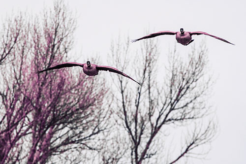 Two Canadian Geese Honking During Flight (Purple Tint Photo)