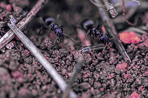 Two Carpenter Ants Working Hard Among Soil (Purple Tint Photo)