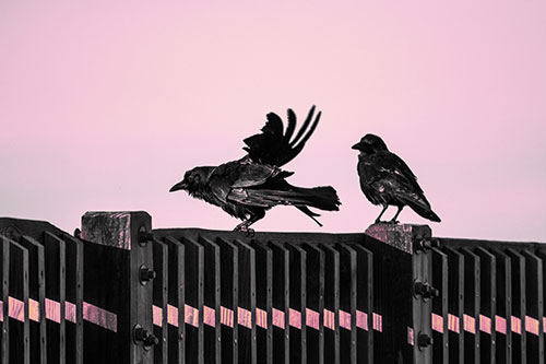 Two Crows Gather Along Wooden Fence (Purple Tint Photo)
