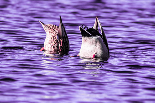 Two Ducks Upside Down In Lake (Purple Tint Photo)