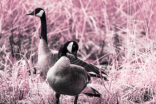 Two Geese Contemplating A Swim In Lake (Purple Tint Photo)