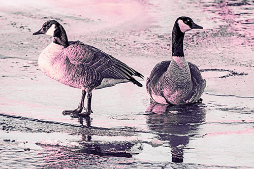Two Geese Embrace Sunrise Atop Ice Frozen River (Purple Tint)