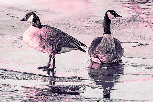 Two Geese Embrace Sunrise Atop Ice Frozen River (Purple Tint Photo)