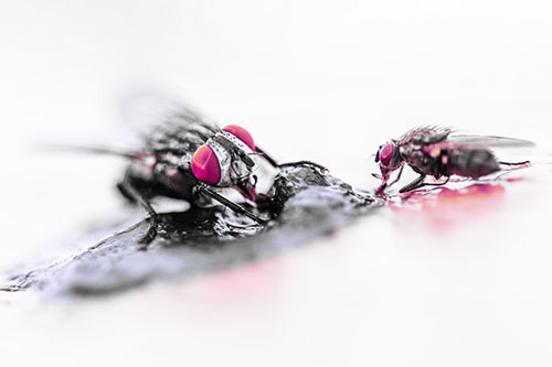 Two Hungry Cluster Flies Feasting Together (Purple Tint)