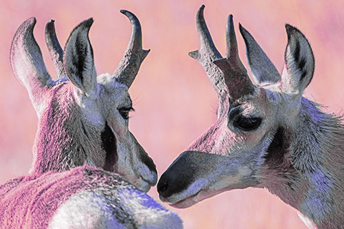 Two Loving Pronghorns Kissing Each Other (Purple Tint)