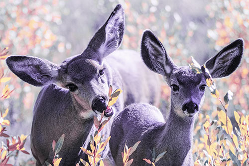Two Mule Deer Enjoying Leafy Breakfast (Purple Tint)
