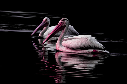 Two Pelicans Floating In Dark Lake Water (Purple Tint Photo)