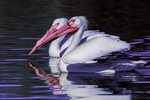 Two Pelicans Swimming In Unison (Purple Tint)