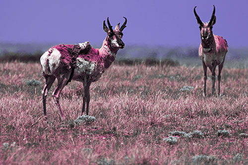 Two Shedding Pronghorns Among Grass (Purple Tint Photo)