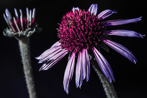 Two Towering Coneflowers Blossoming (Purple Tint Photo)