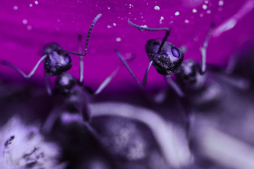 Two Vertical Climbing Carpenter Ants (Purple Tint Photo)
