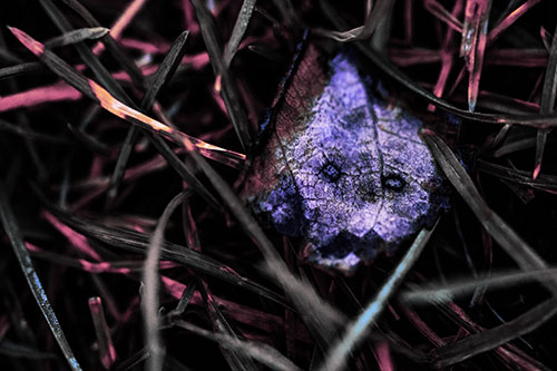 Upset Decaying Leaf Face Hiding Among Twisting Grass Blades (Purple Tint)