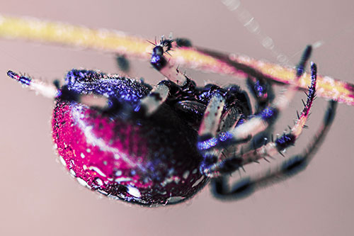 Upside Down Furrow Orb Weaver Spider Crawling Along Stem (Purple Tint Photo)