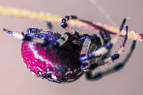 Upside Down Furrow Orb Weaver Spider Crawling Along Stem (Purple Tint)