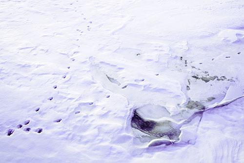 V Shaped Footprint Path Across Frozen Snow Covered River (Purple Tint Photo)