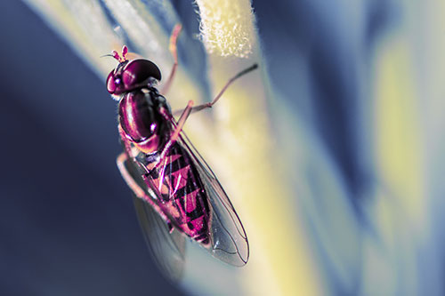 Vertical Leg Contorting Hoverfly (Purple Tint Photo)