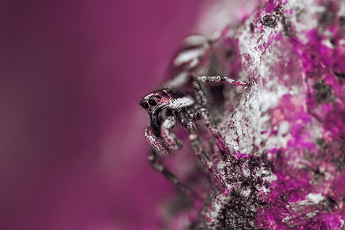Vertical Perched Jumping Spider Extends Fangs (Purple Tint Photo)