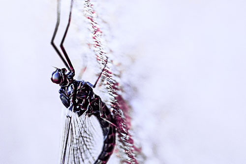 Vertical Perched Mayfly Sleeping (Purple Tint Photo)