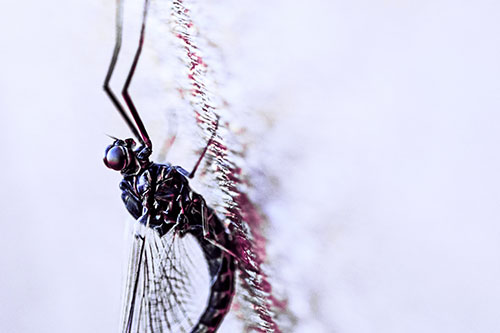 Vertical Perched Mayfly Sleeping (Purple Tint)
