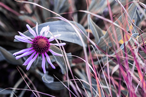 Vibrant Lone Coneflower Beside Plants (Purple Tint Photo)
