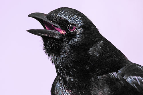 Vocal Crow Cawing Towards Sunlight (Purple Tint Photo)