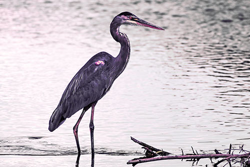 Wading Great Blue Heron Hunting Fish (Purple Tint)