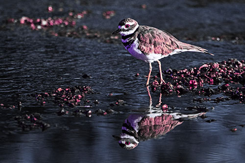 Wading Killdeer Wanders Shallow River Water (Purple Tint Photo)