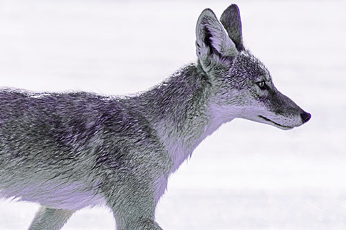 Walking Coyote Crossing Empty Road (Purple Tint Photo)