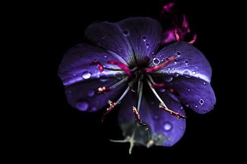Water Droplet Primrose Flower After Rainfall (Purple Tint Photo)