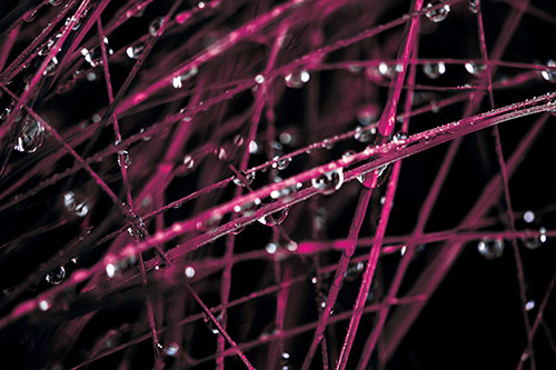 Water Droplets Hanging From Grass Blades (Purple Tint Photo)